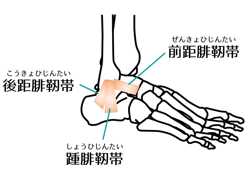 足首周りの靭帯